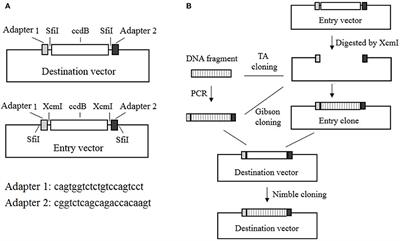 Nimble Cloning: A Simple, Versatile, and Efficient System for Standardized Molecular Cloning